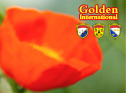 Concerned about the growth of our students, the right help, guidance of student with responsibility heart......, share training experiece, let the amateur student growth up healthy in the sun. Golden Int'l will provide one item amateur student group buy every week, designed to help amateur student learn, happy......! Golden Int'l Amateur Group Buy,  https://www.8a99.com/8/en/